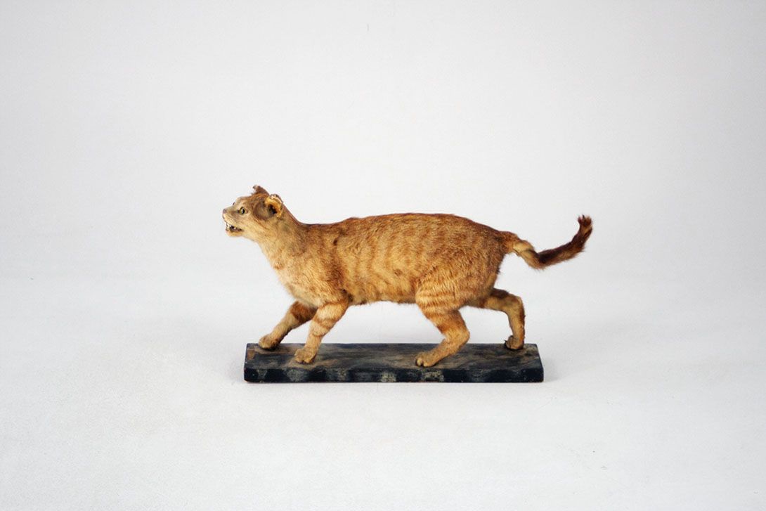 Foto Creeping Cat