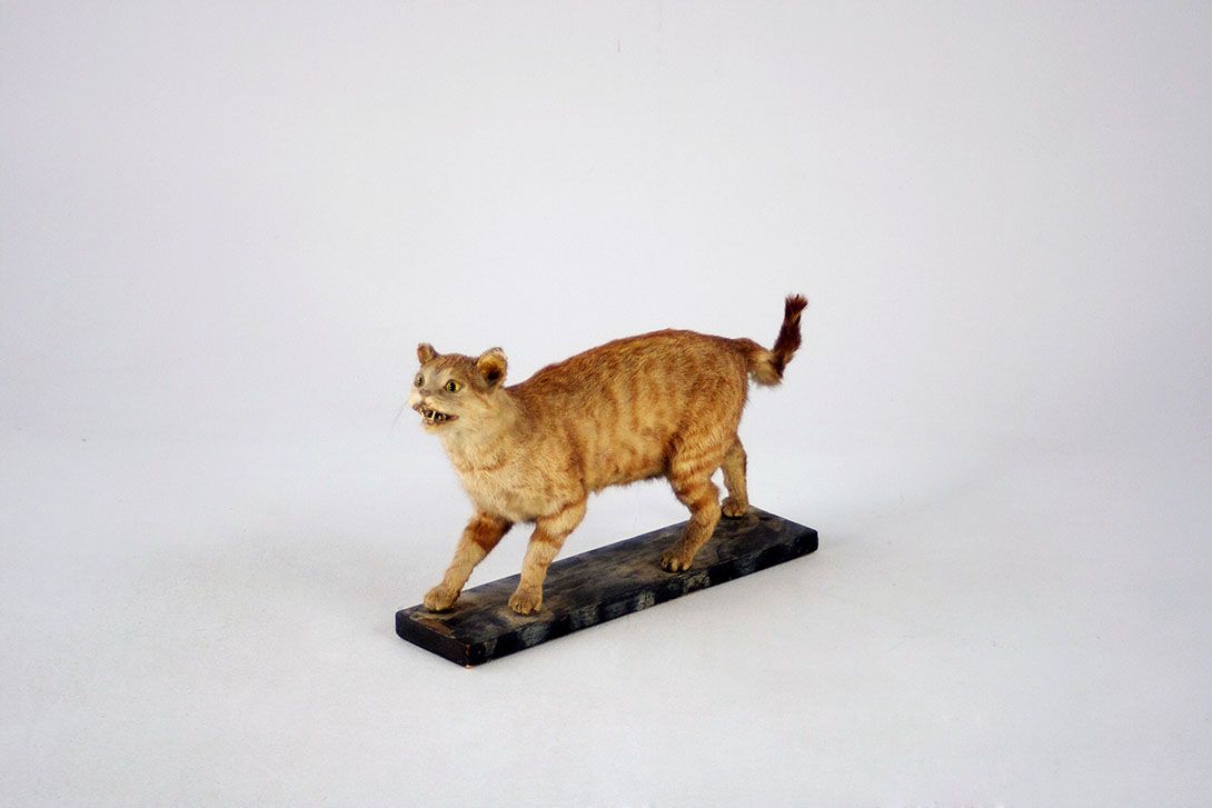 Foto Creeping Cat