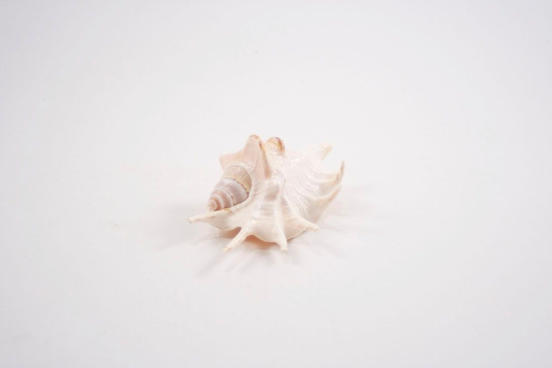 Foto Shell / Conch
