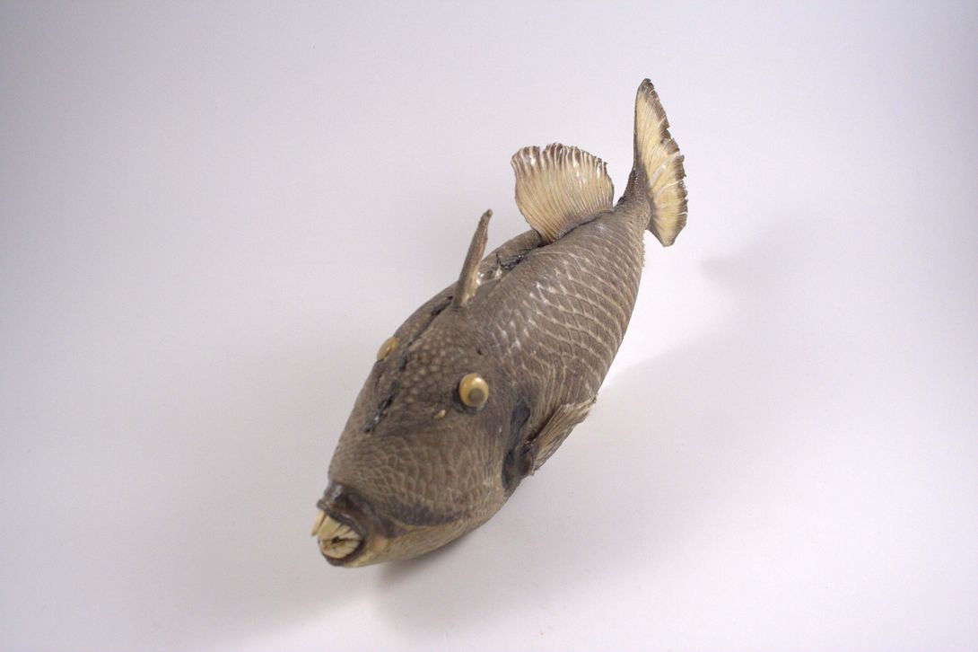 Foto Very Old Piranha Taxidermy 1900