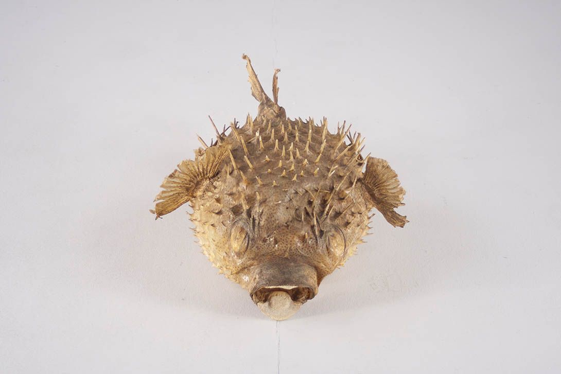Foto Blowfish