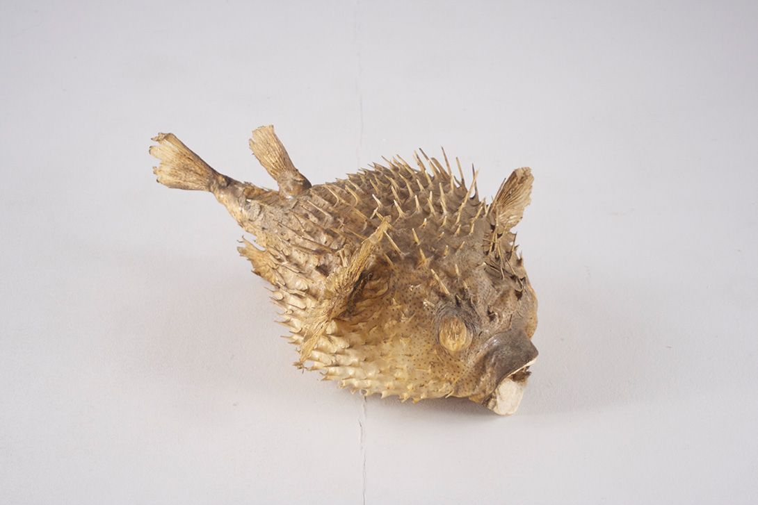 Foto Blowfish