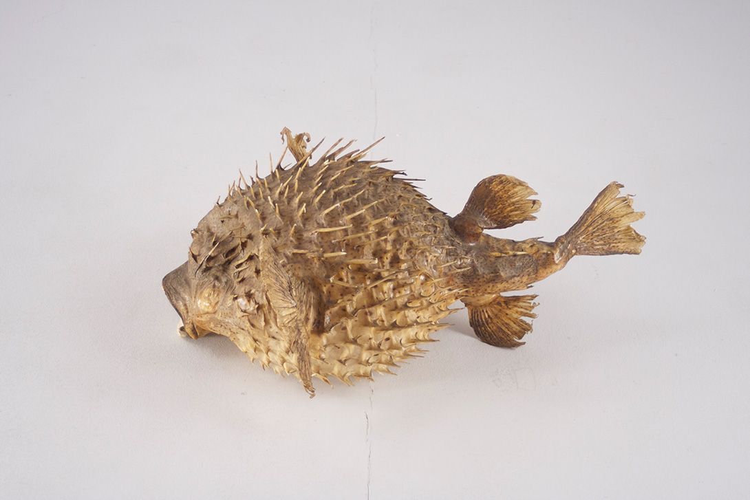 Foto Blowfish