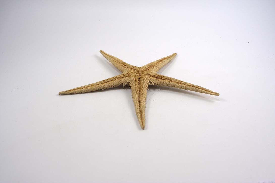 Foto Starfish