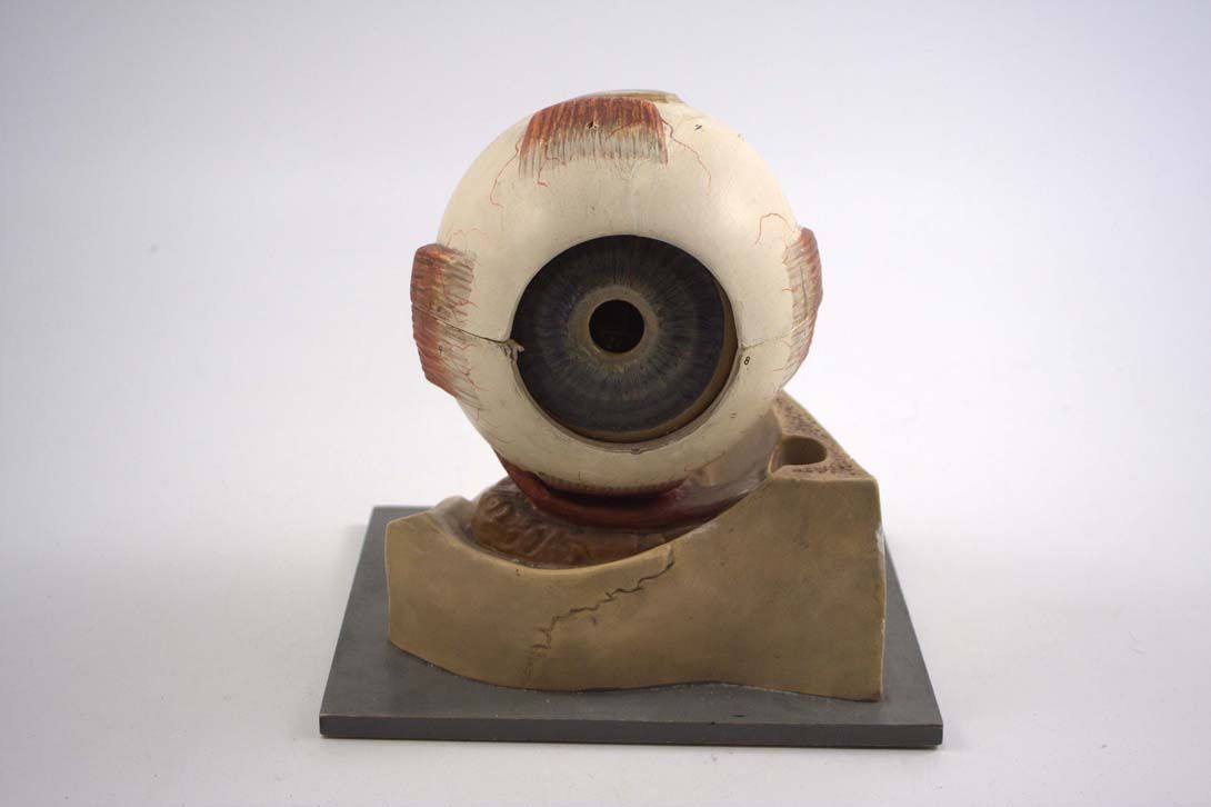 Foto Antique Anatomical Model Eye