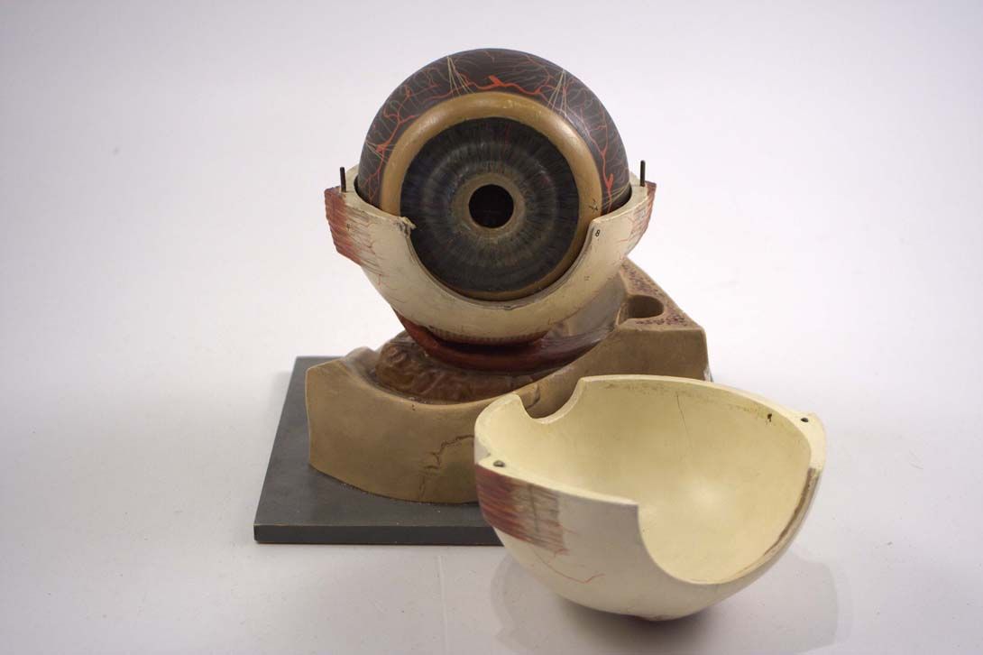 Foto Antique Anatomical Model Eye