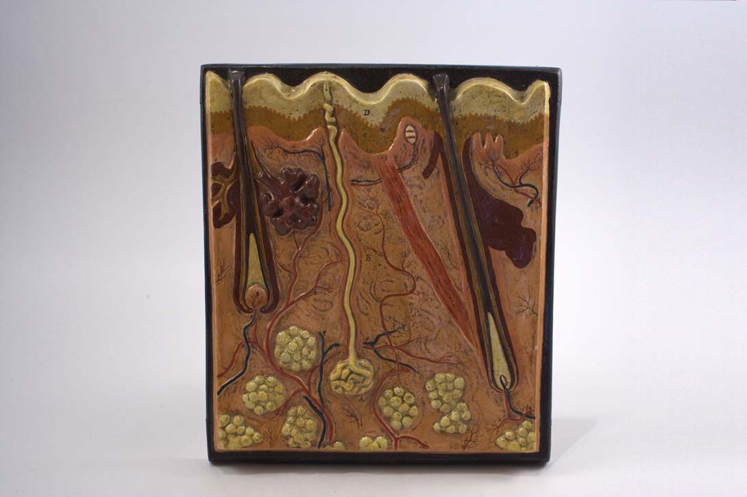 Foto Anatomical Model Skin h33 18D12
