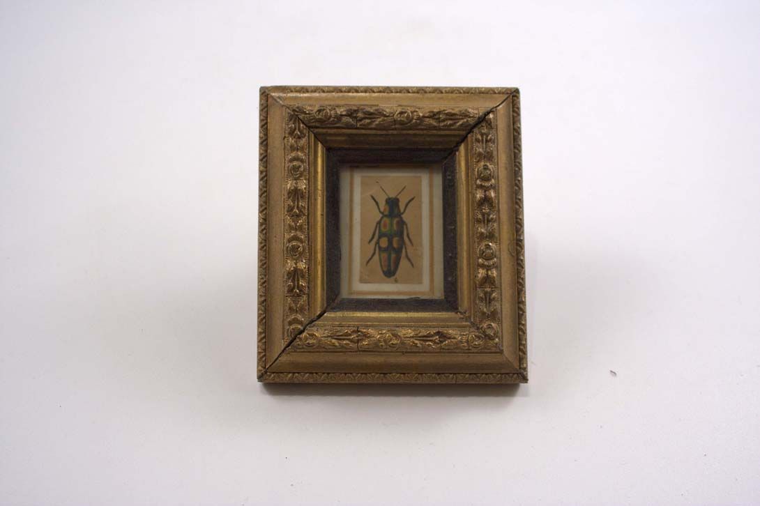 Foto Beetle Painting in Baroque Frame Bavaria h14x12 24B17