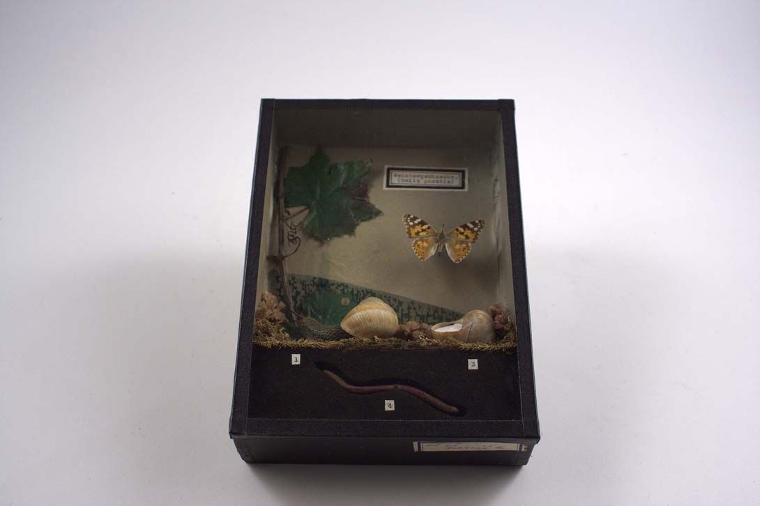 Foto Diorama- Life of an Escargot Weinbergschnecke 18A17