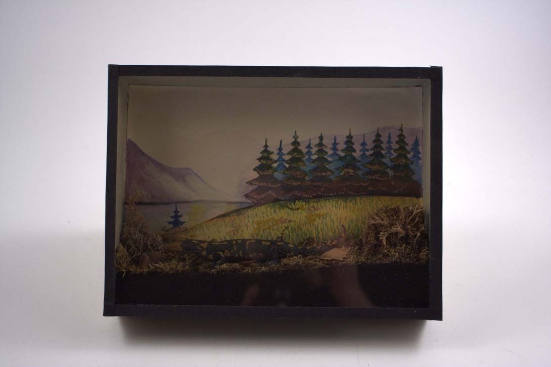 Foto Panopticon &#8211; Meeting a Fire Salamander Germany 1955 18B9