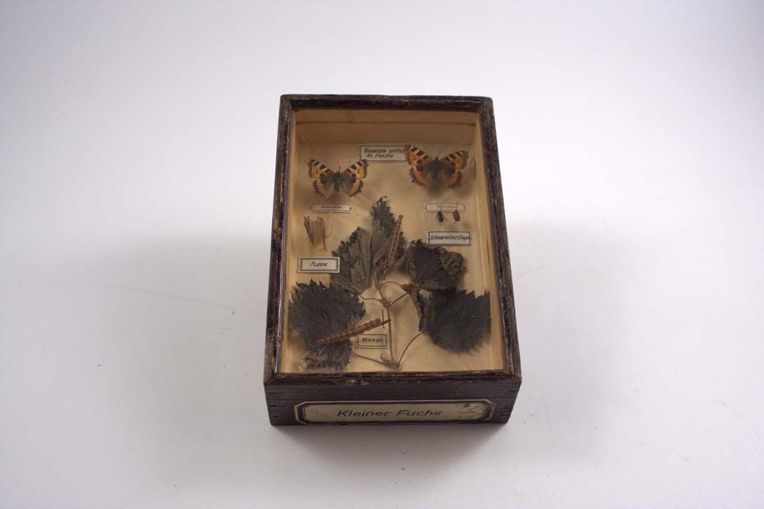Foto Diorama &#8211; Butterfly / Development Stages, 1900 18A16