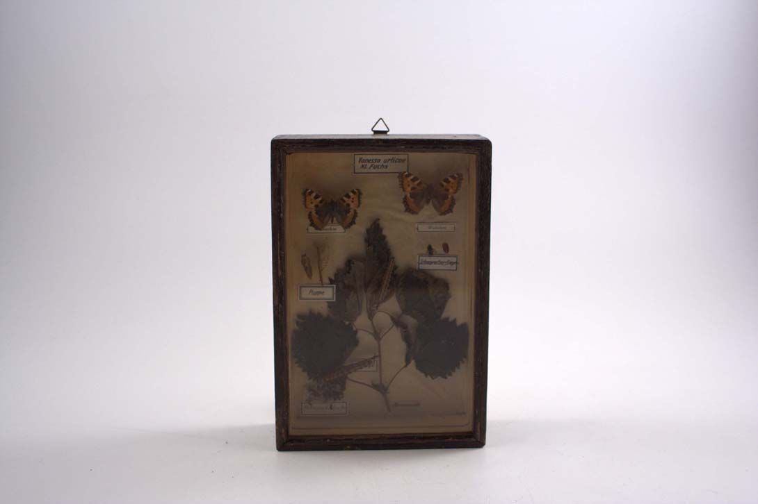 Foto Diorama &#8211; Butterfly / Development Stages, 1900 18A16
