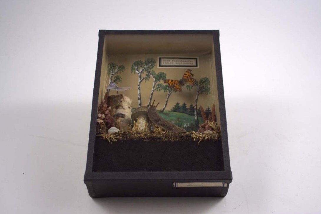 Foto Diorama Out in the Woods with Butterflies, Snail &#038; Mushrooms h24 18A0