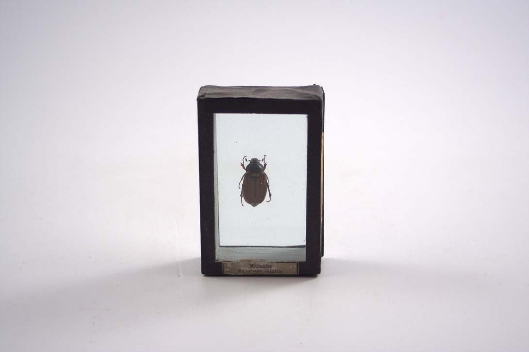 Foto Antique Showcase Beetle