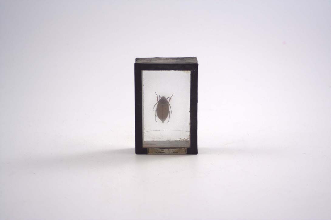 Foto Beetle in transparent Object Frame