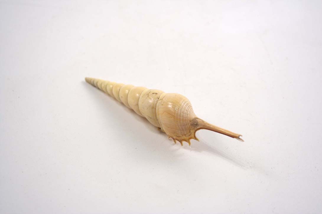 Foto Tower Shell / Horny Auger, Beige