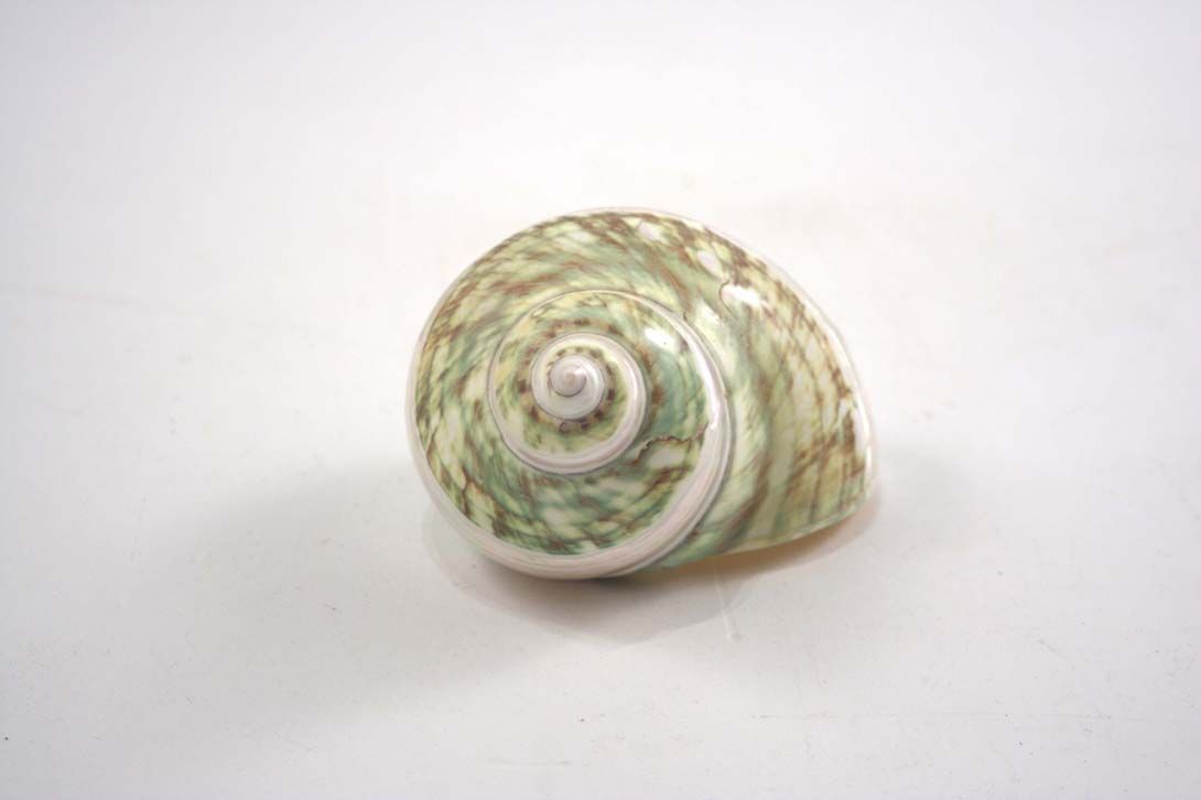 Foto Conch / Shell, Round and Bulbous Shape, Light Mint Green/Beige/Brown, Smooth Surface