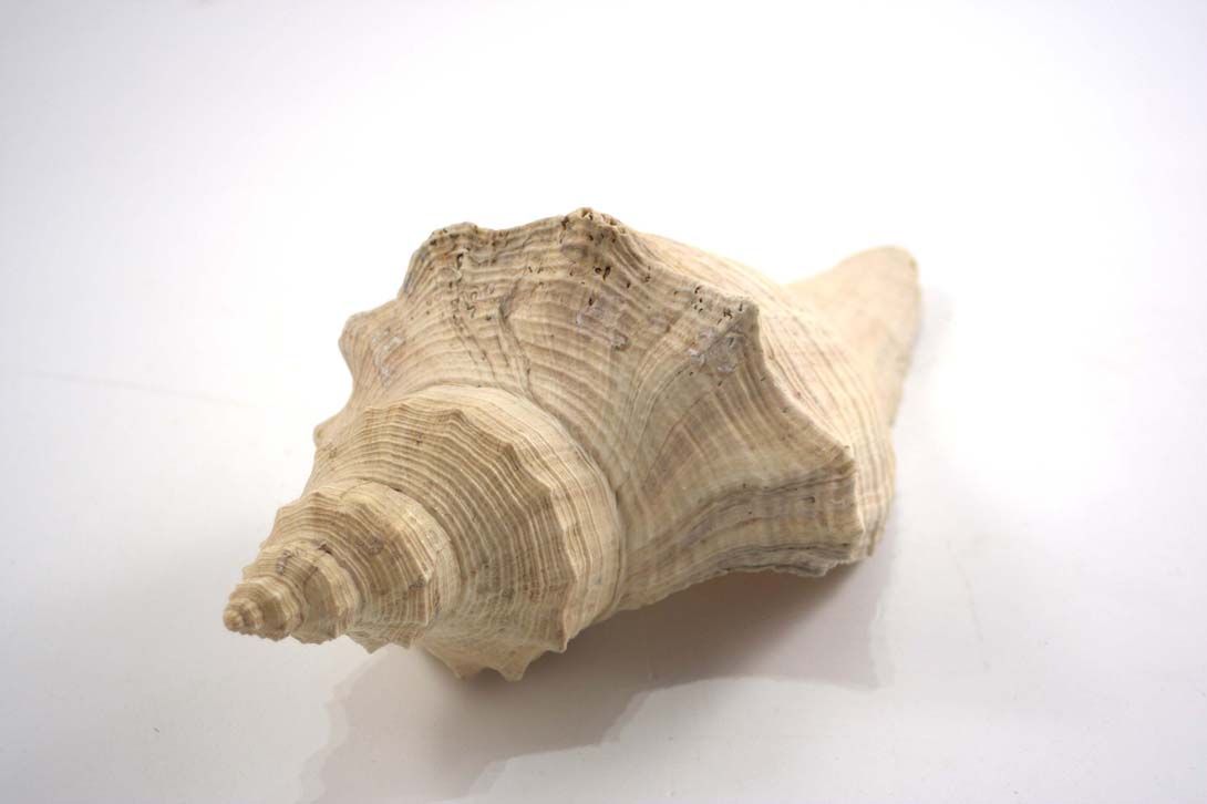 Foto Canarium-Like Conch / Shell, beige