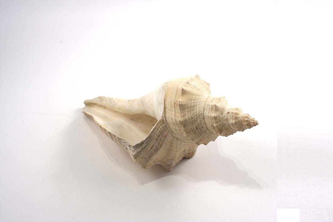 Foto Canarium-Like Conch / Shell, beige