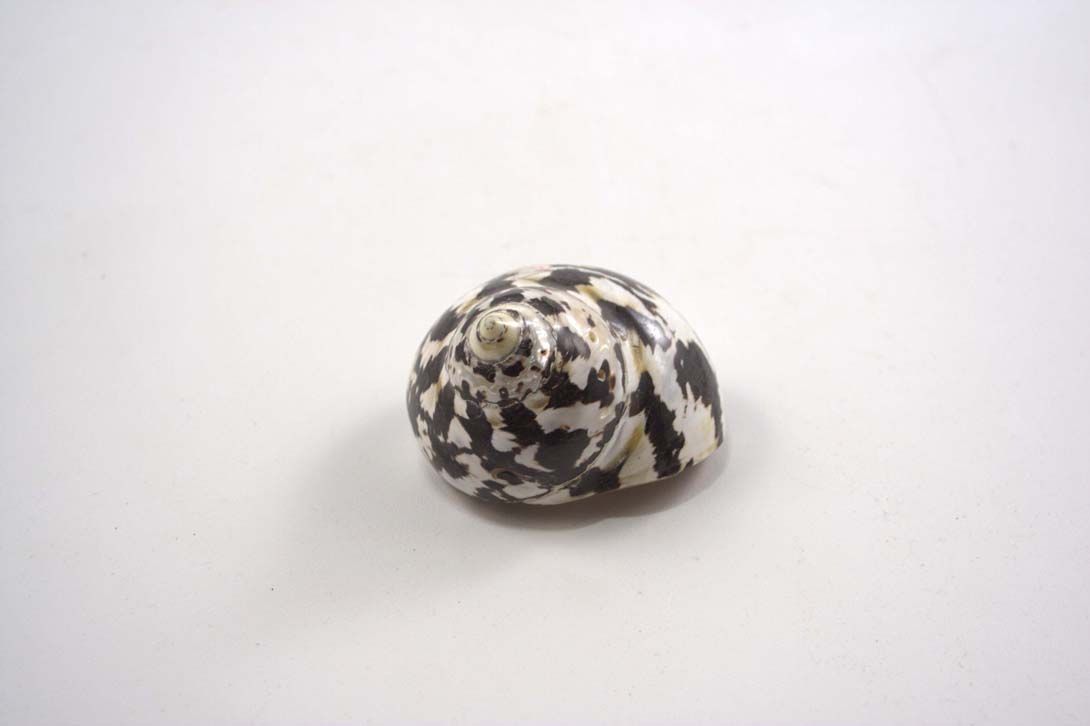 Foto Conch / Shell, Black/White/Pale Yellow Striped, 12 cm Diameter