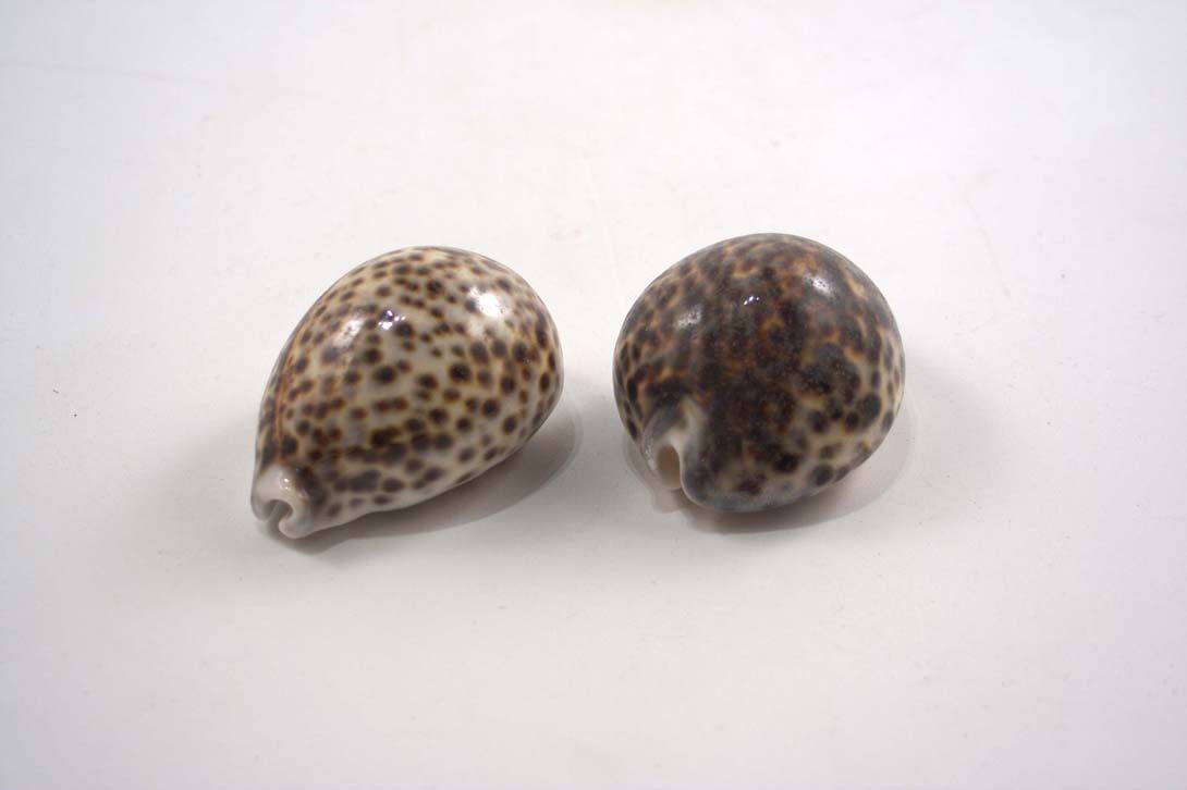 Foto Two Snakehead Conch / Shells, Brown/Beige, Freckled