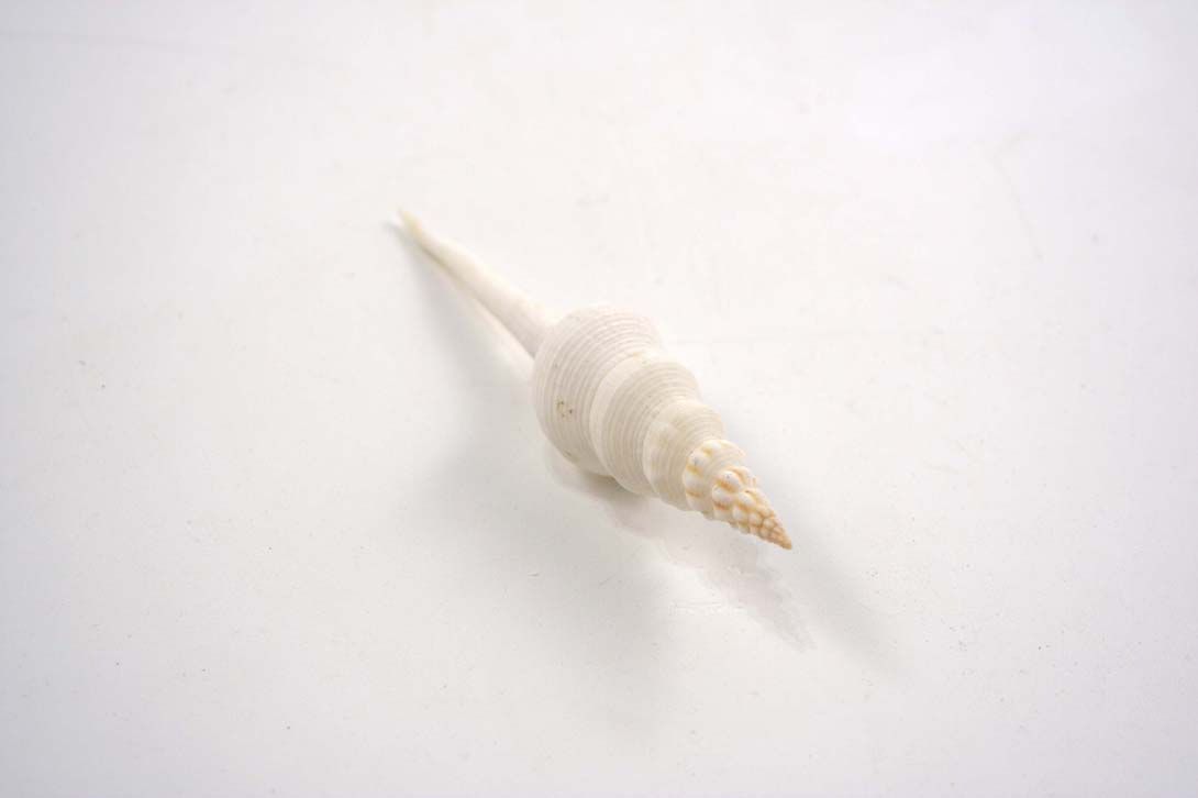 Foto Delicate White Conch / Tower Shell