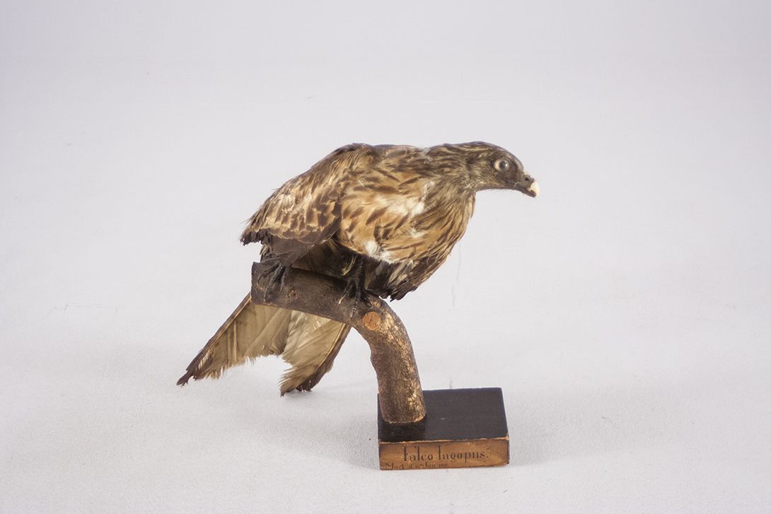Foto Antique Taxidermy Hawk Falco Iacopus
