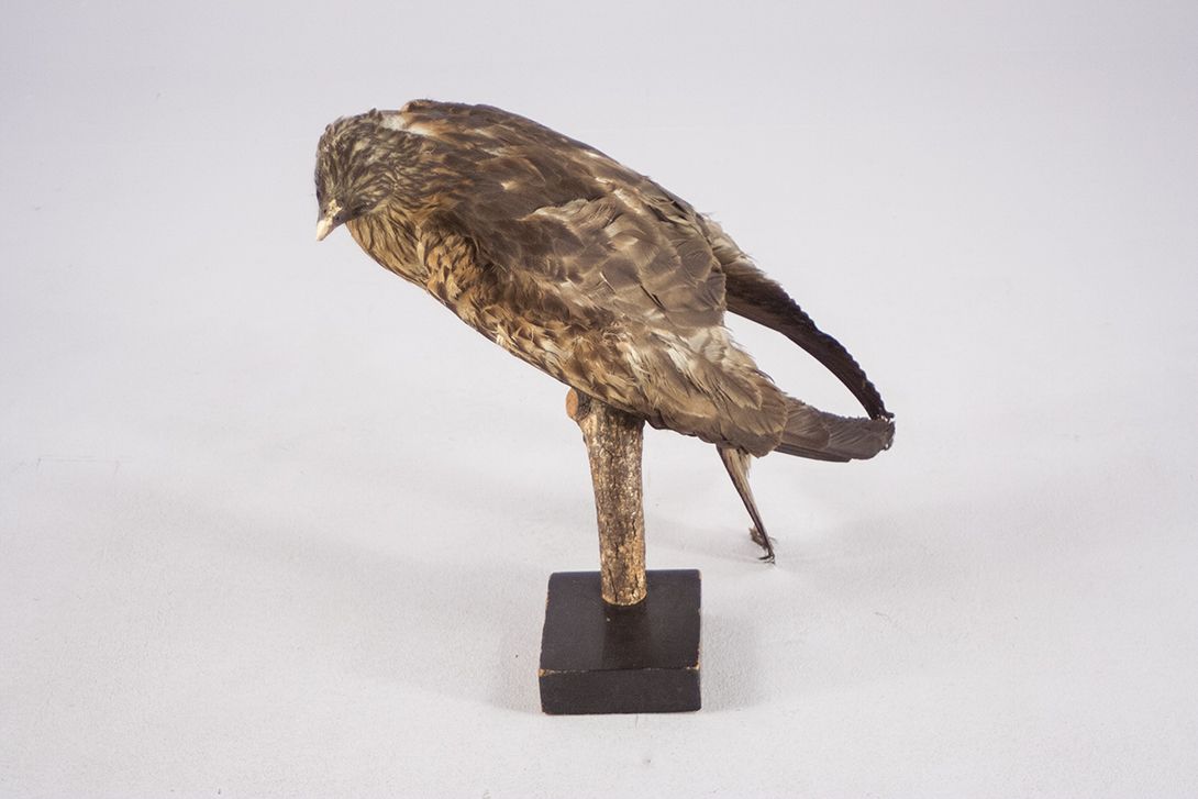 Foto Antique Taxidermy Hawk Falco Iacopus