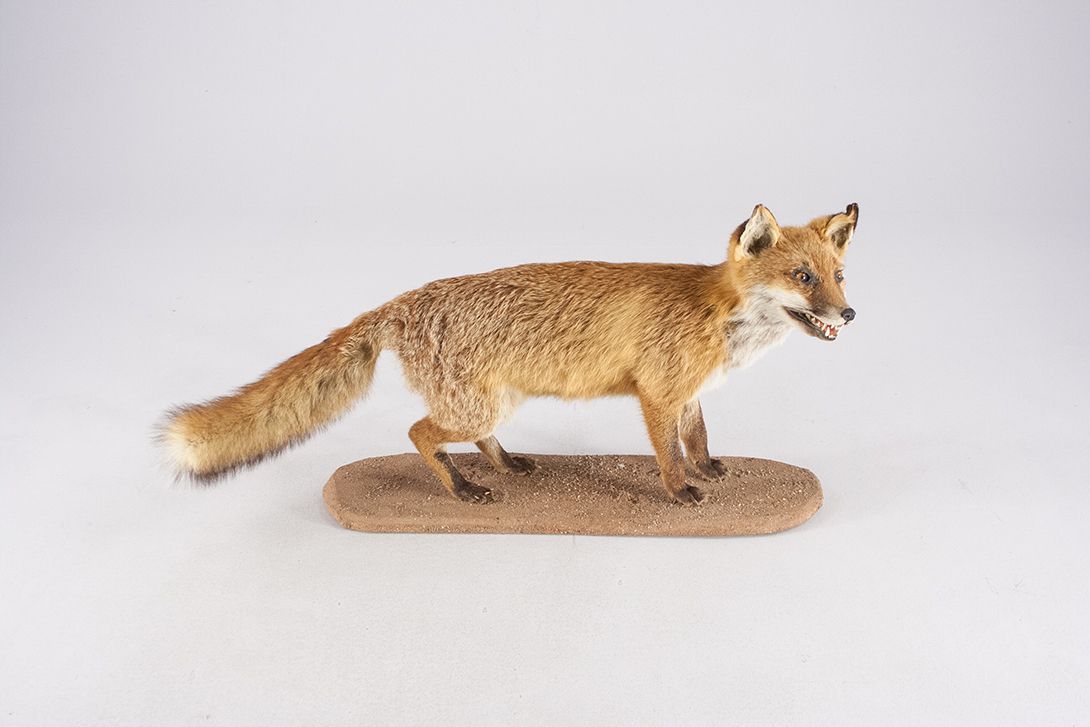 Foto Taxidermy Young Fox Black Forest 1964