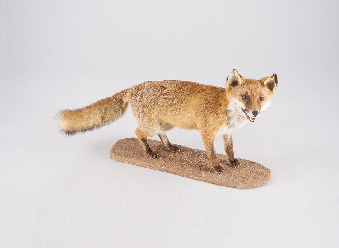 Foto Taxidermy Young Fox Black Forest 1964