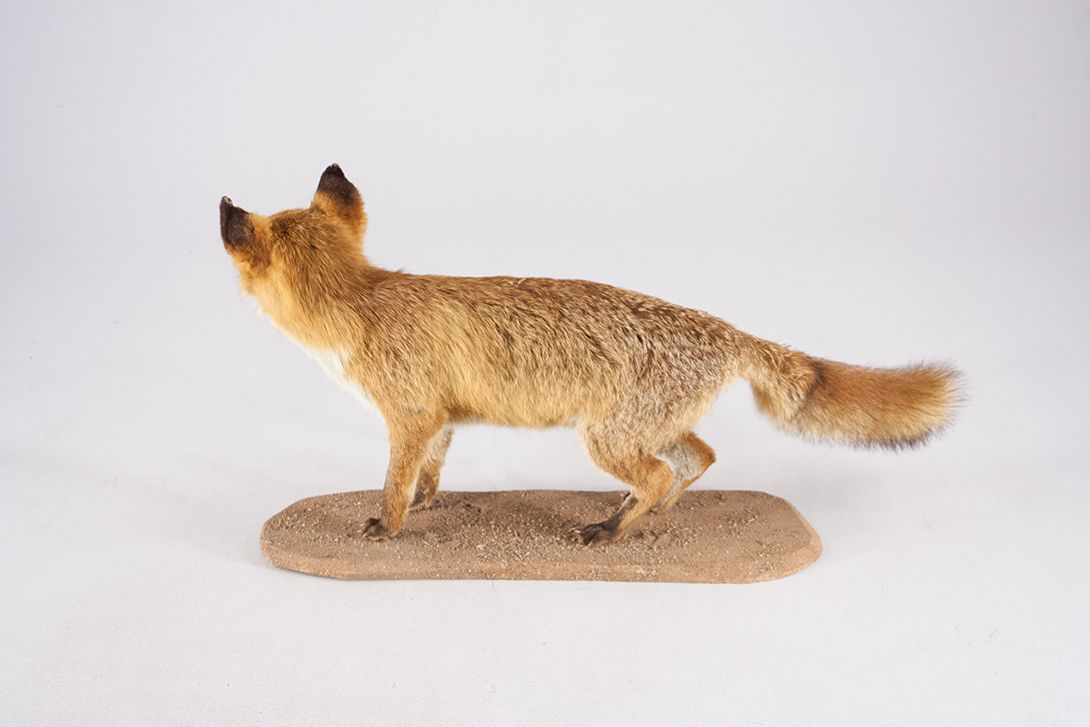 Foto Taxidermy Young Fox Black Forest 1964