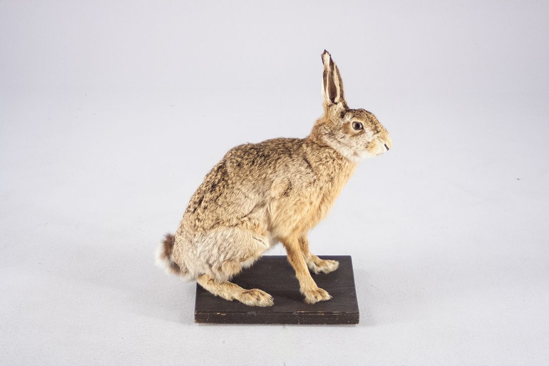 Foto Taxidermy Sitting Female Rabbit //