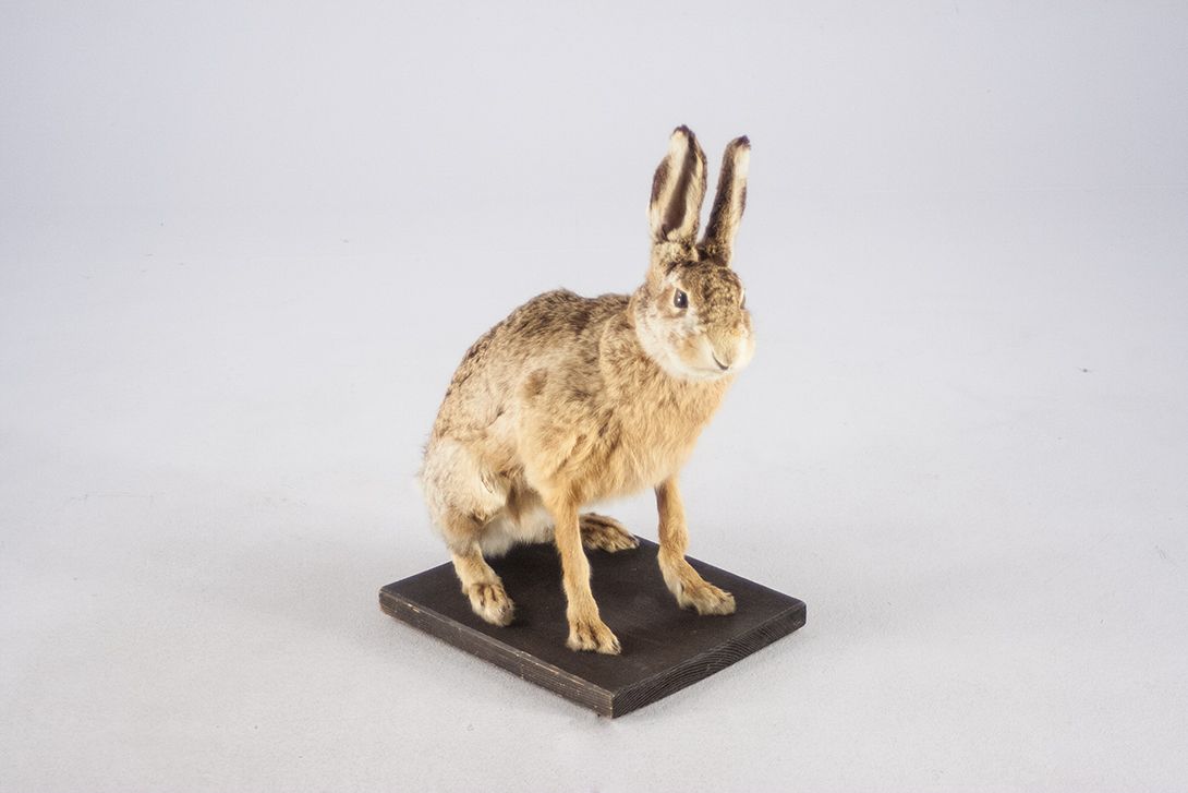 Foto Taxidermy Sitting Female Rabbit //