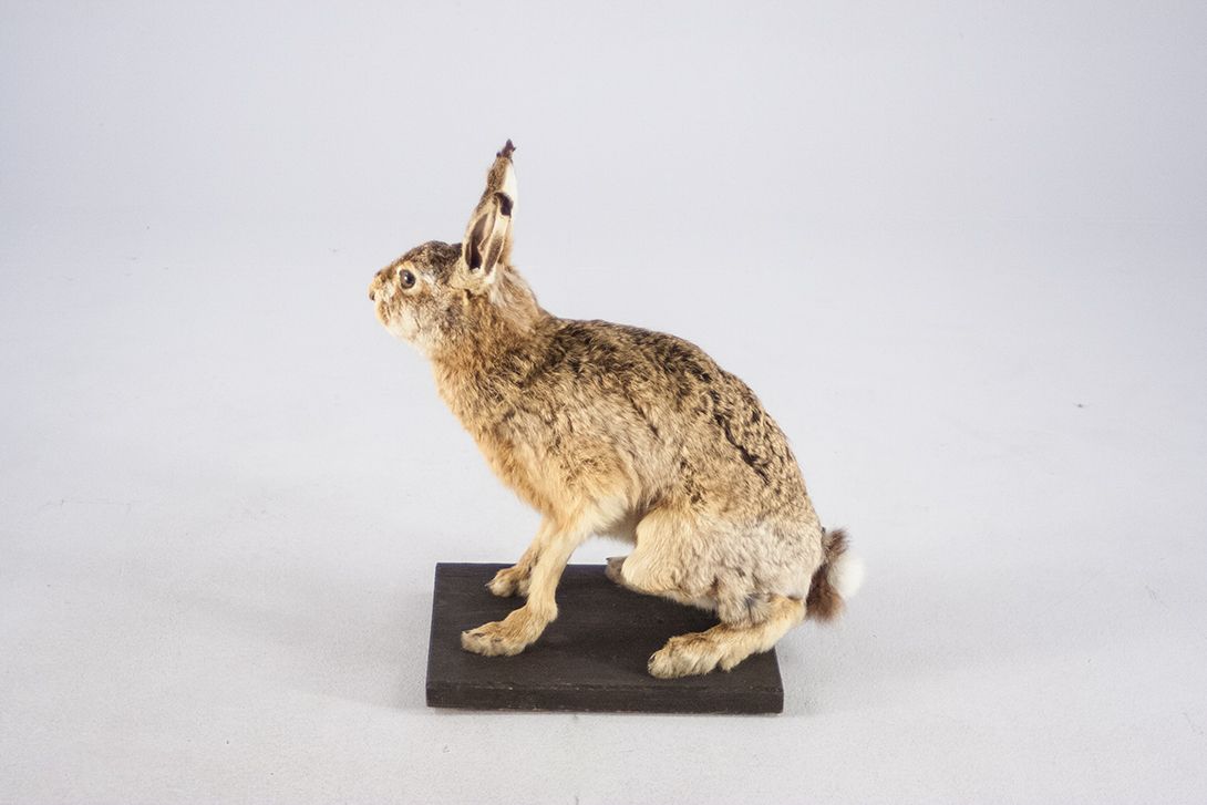 Foto Taxidermy Sitting Female Rabbit //