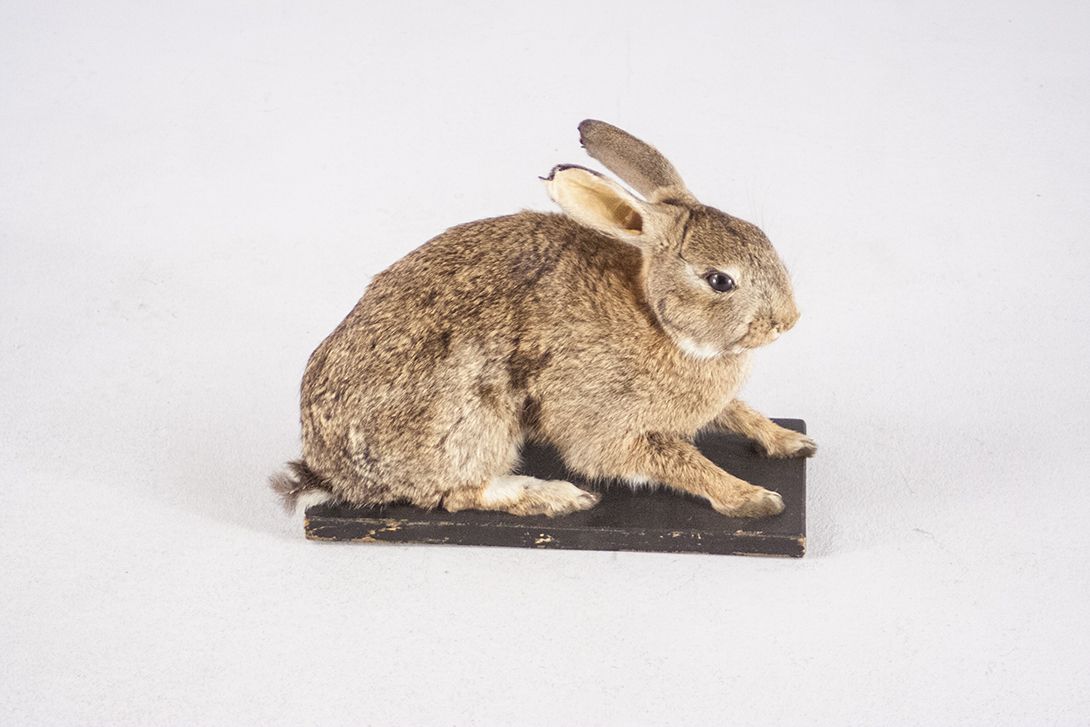 Foto Taxidermy Rabbit