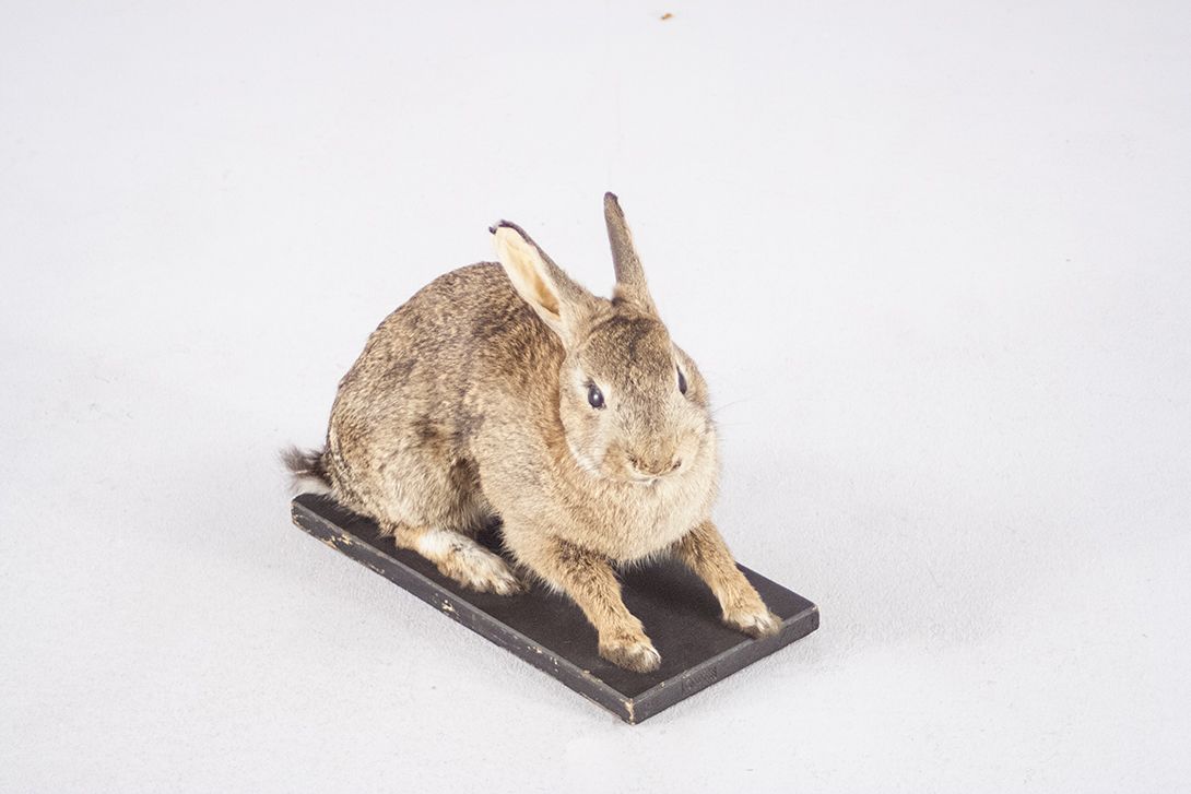 Foto Taxidermy Rabbit