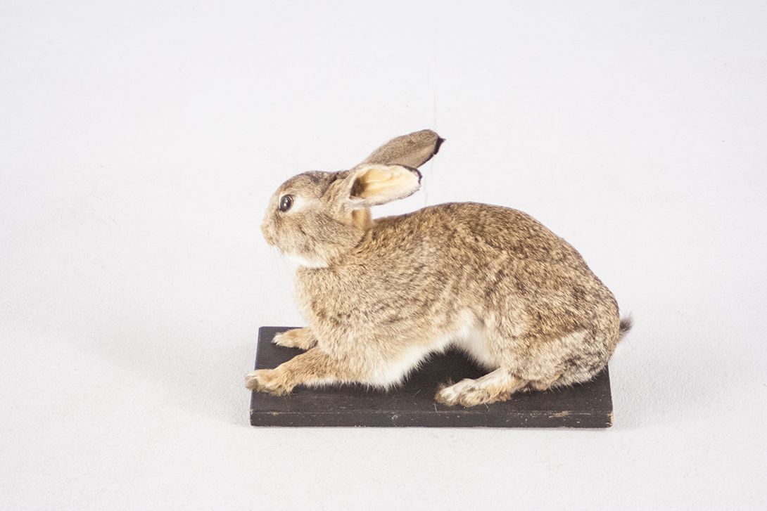 Foto Taxidermy Rabbit