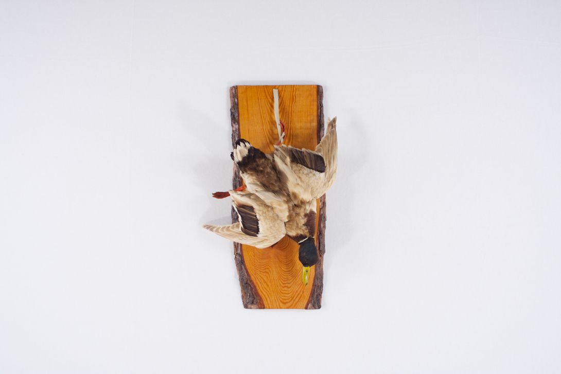 Foto Taxidermy Duck, Hanging