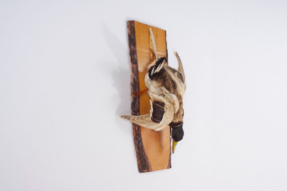Foto Taxidermy Duck, Hanging