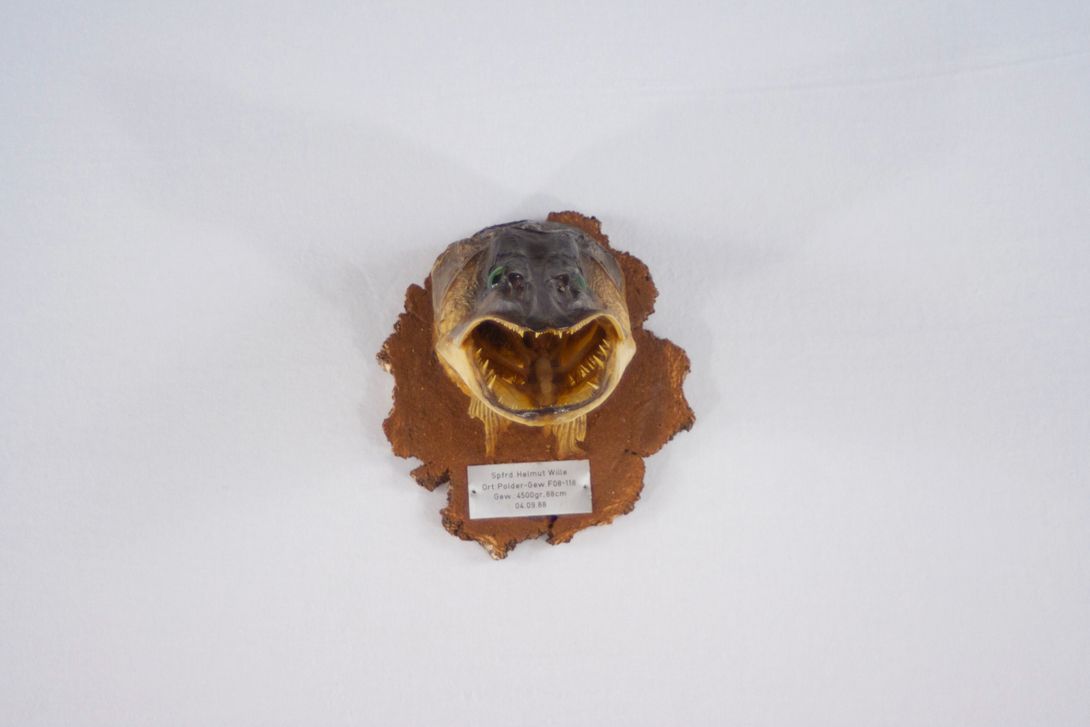 Foto Taxidermy Pike Neck Preparation 1988