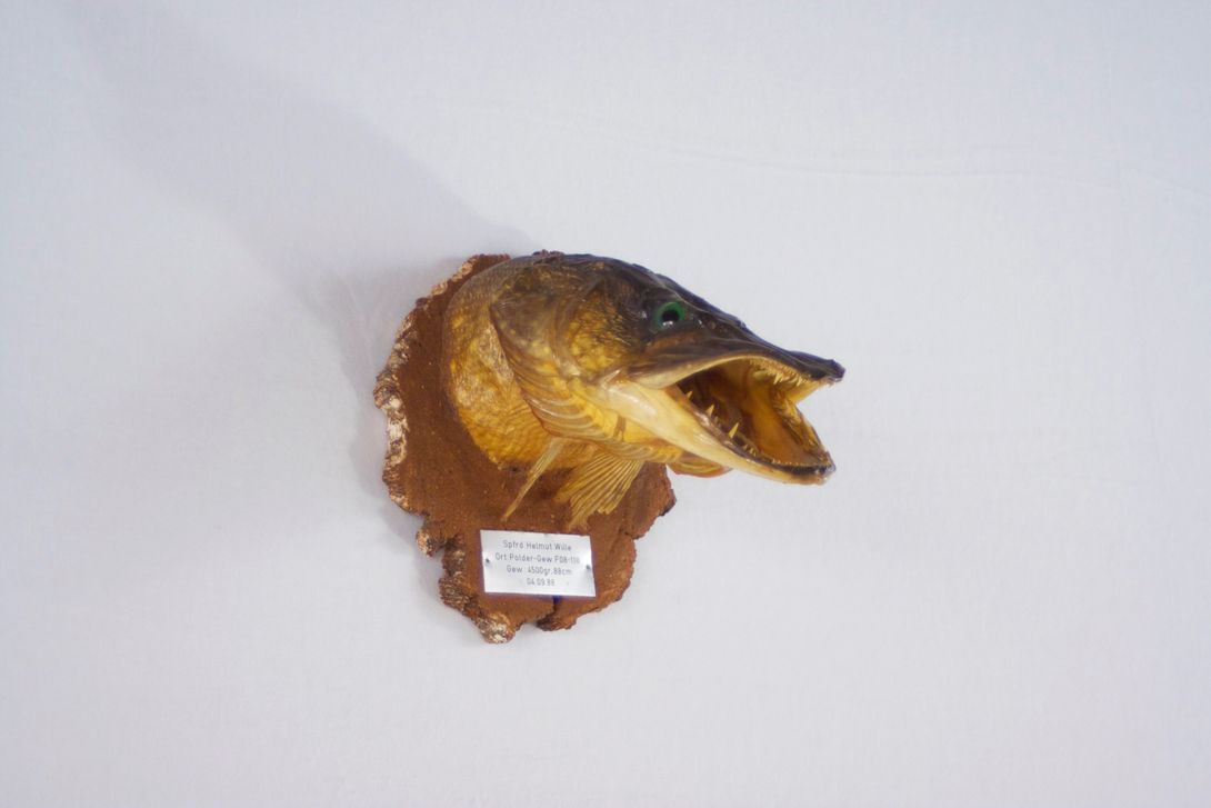 Foto Taxidermy Pike Neck Preparation 1988
