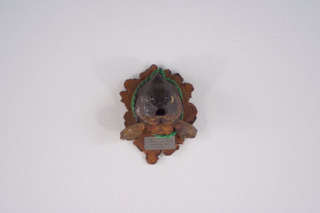 Foto Taxidermy Fish, Hanging