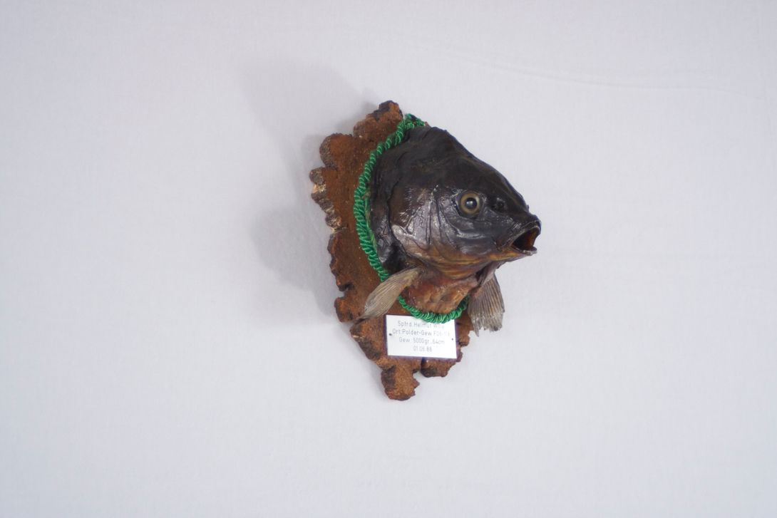 Foto Taxidermy Fish, Hanging