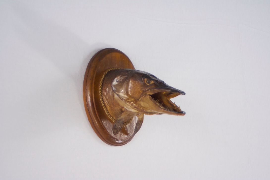 Foto Taxidermy Pike Vintage Neck Preparation , Wooden Frame