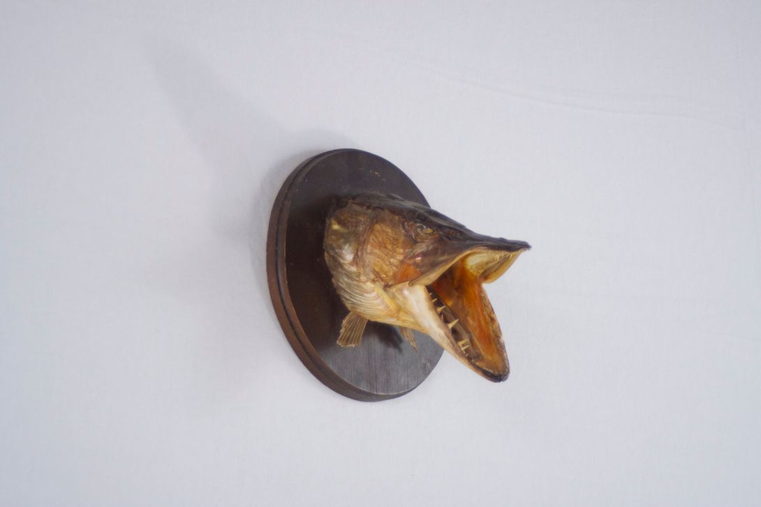 Foto Neck Preparation Taxidermy Pike, Wall Decoration
