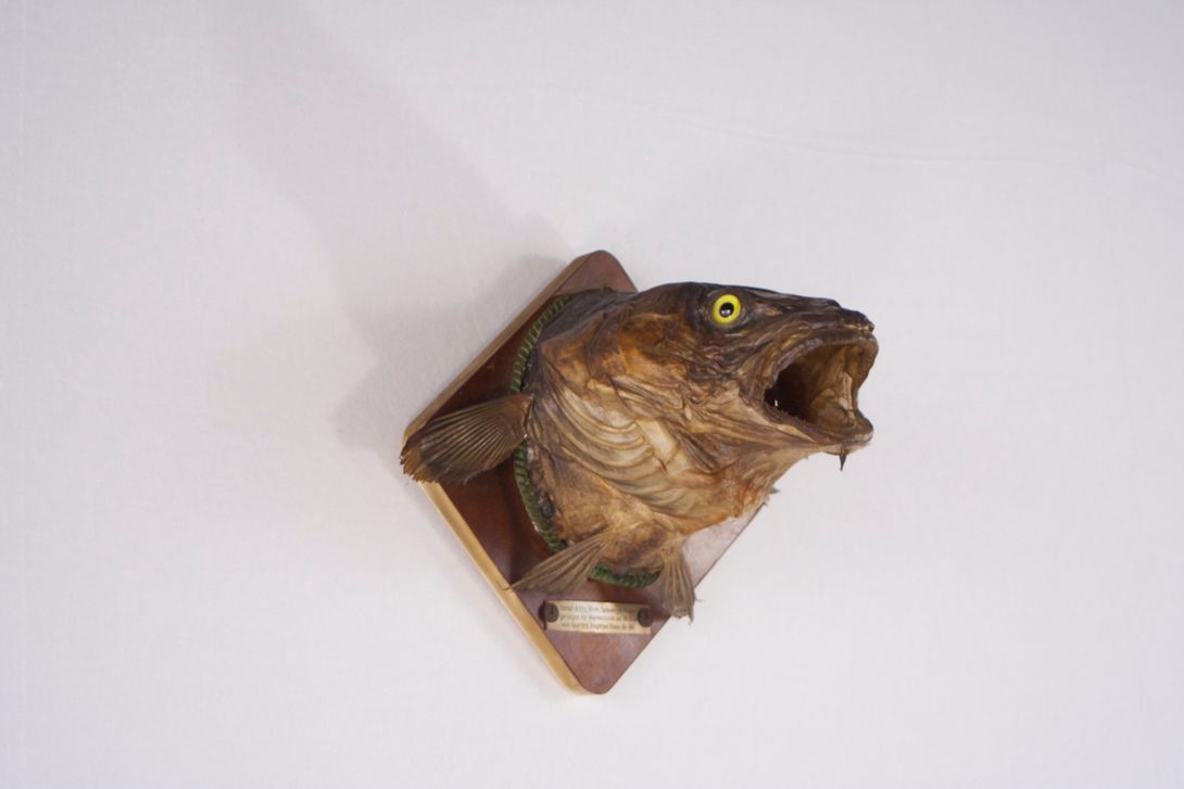 Foto Taxidermy Perch 1950