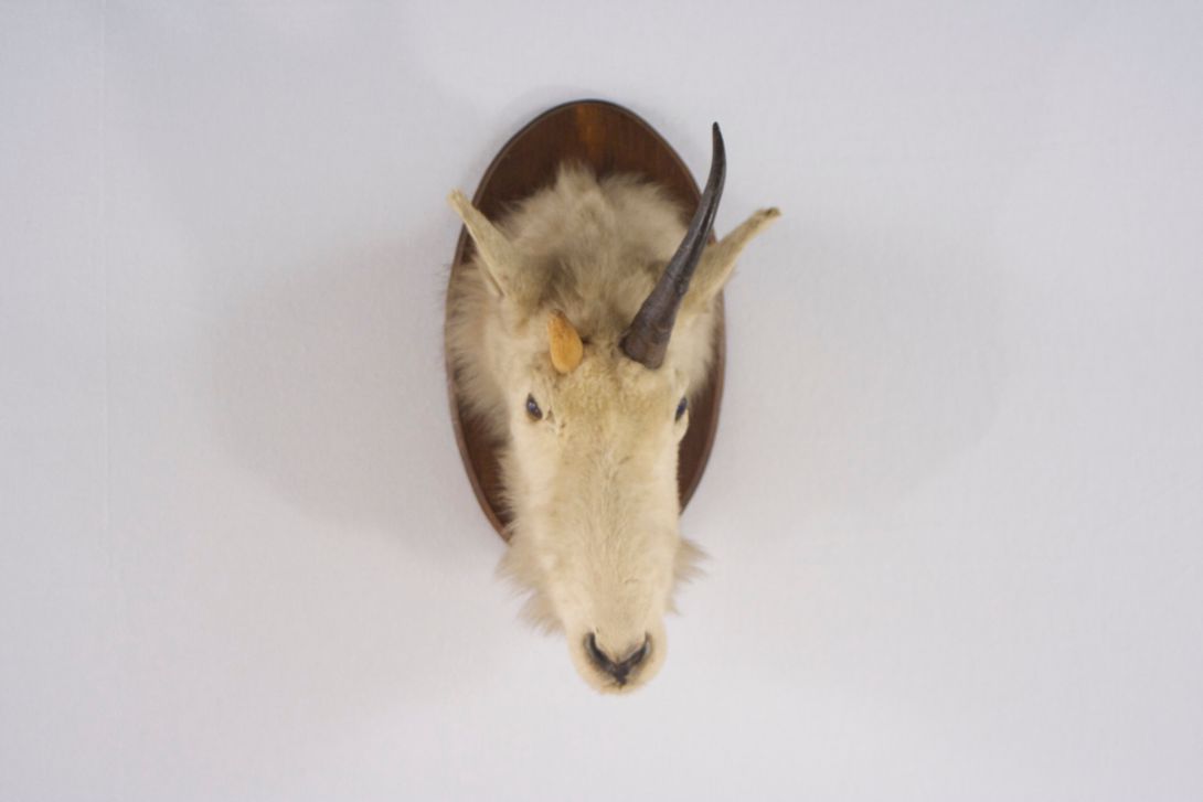 Foto Taxidermy Albino Goat Head