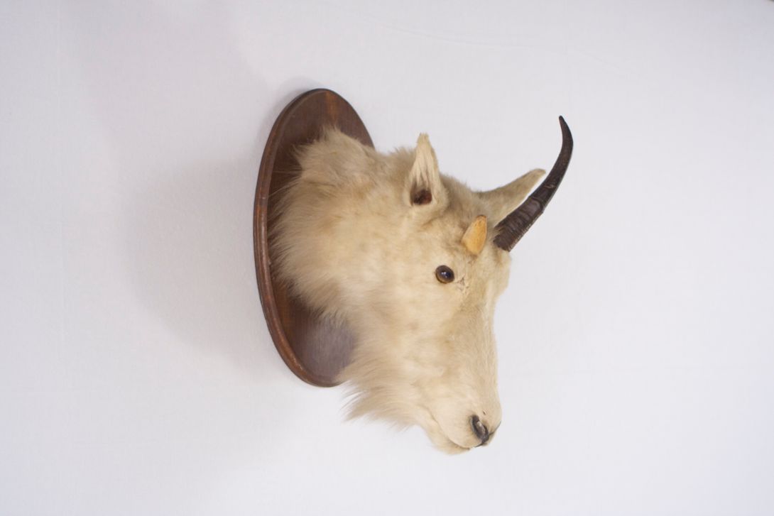 Foto Taxidermy Albino Goat Head