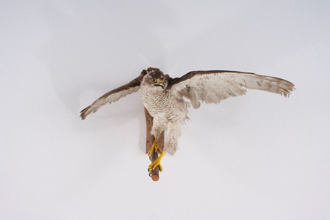 Foto Taxidermy Flying Buzzard, Wall Decoration