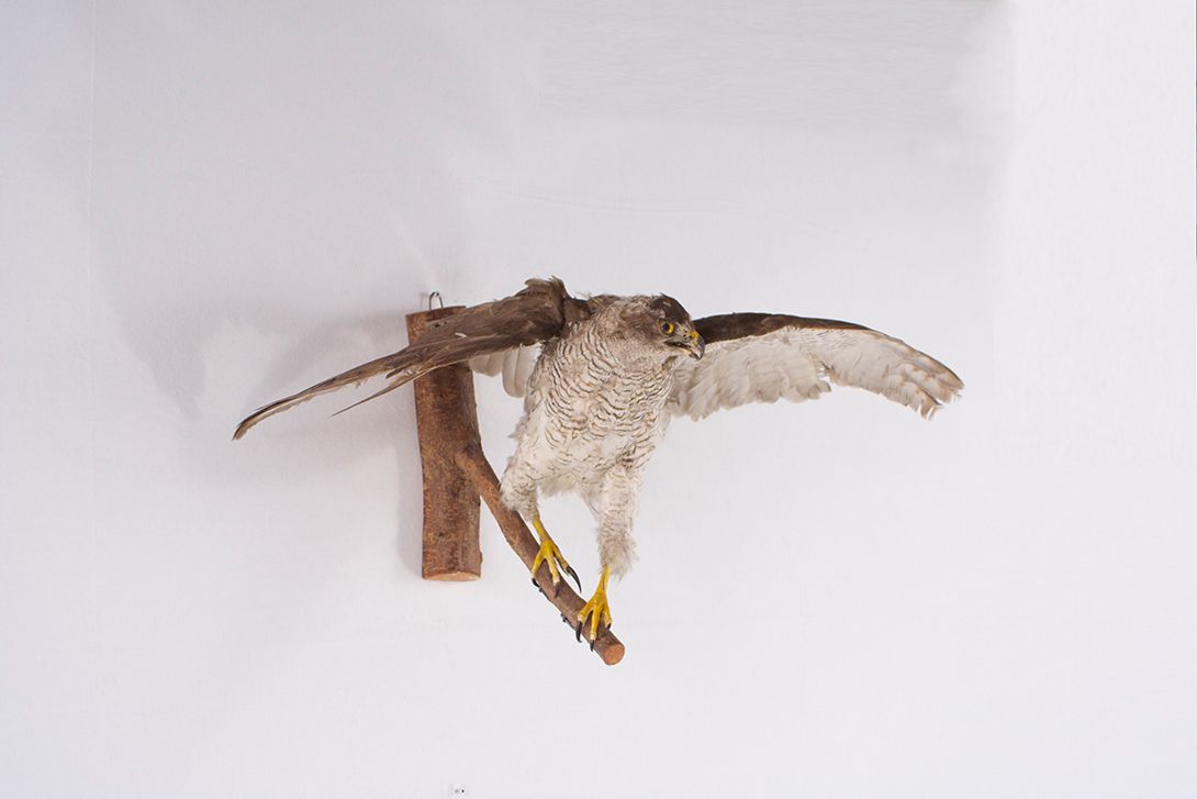 Foto Taxidermy Flying Buzzard, Wall Decoration